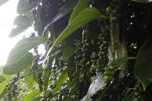Giá tiêu ngày 10/11: Tăng nhẹ 500 đồng