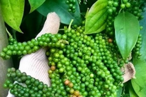 Giá tiêu ngày 14/11: Tiếp tục giảm bởi tình trạng xả hàng