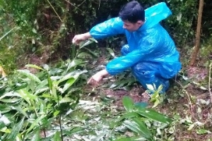 Thừa Thiên Huế cảnh báo nạn trộm trâu bò ở nông thôn
