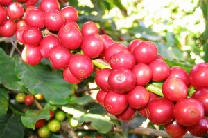 Cà phê ngày 17/11, giao dịch trong khoảng giá từ 39.900 - 40.800 đồng/kg