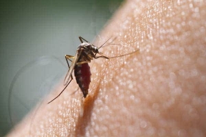 Bộ Y tế cảnh báo dịch chồng dịch trong mùa Đông Xuân