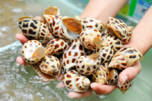 Ốc hương “Khánh Hòa” được bảo hộ chỉ dẫn địa lý