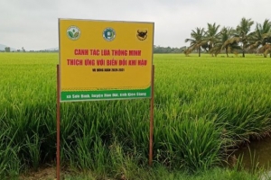 Canh tác lúa thông minh, sử dụng giống chất lượng cao là những biện pháp căn bản để tăng thu nhập khi đất lúa bị thu hẹp