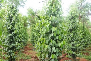 Giá tiêu ngày 11/12: Đồng loạt giảm 1.000 - 1.500 đồng/kg