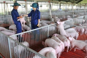 Giá heo hơi hôm nay 9/1: Tăng ở cả ba miền