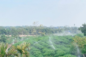 Thái Nguyên chủ động nghiên cứu, chuyển đổi giống chè nâng cao năng suất và chất lượng sản phẩm