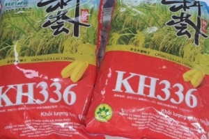 Cục QLTT Nghệ An đề nghị xử phạt 80 triệu đồng cơ sở kinh doanh giống lúa chưa được cấp phép