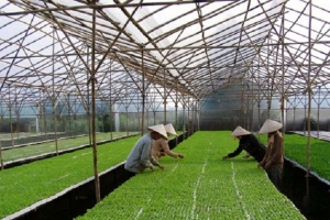 Lực lượng doanh nghiệp nông nghiệp ngày càng lớn mạnh