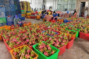 Bộ Nông nghiệp và Phát triển nông thôn đề nghị đẩy mạnh tiêu thụ nội địa, tăng đi đường biển