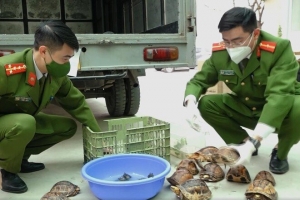 Công an Hà Nội phát hiện xe ô tô vận chuyển 100 cá thể rùa quý hiếm
