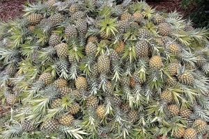 Dứa Bảo Sơn: Khẳng định thương hiệu, nâng giá trị sản phẩm OCOP