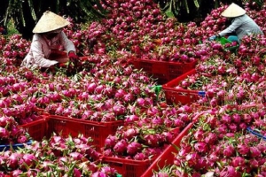 Thúc đẩy tiêu thụ trái thanh long và các mặt hàng nông sản vào vụ thu hoạch