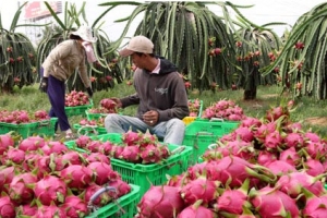 Bình Thuận kiến nghị Bộ Công Thương hỗ trợ tiêu thụ nông sản