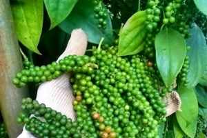 Giá tiêu hôm nay 22/1: Nối dài đà tăng, người trồng phấn khởi