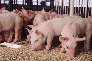 Giá heo hơi hôm nay 31/01: Tăng nhẹ 1.000 - 2.000 đồng/kg