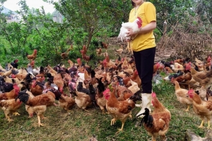 Thanh Hóa tập trung thực hiện tiêm phòng vắc xin cúm gia cầm đợt 1 năm 2022
