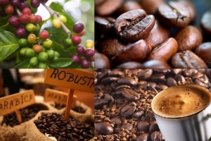 Giá nông sản hôm nay 08/02: Giá cà phê tiếp tục lao dốc, tiêu ổn định