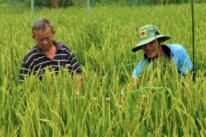Cà Mau lên phương án sử dụng phân bón tiết kiệm, cân đối và hiệu quả