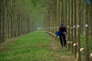 Việt Nam là thị trường cung cấp cao su lớn thứ hai cho Trung Quốc