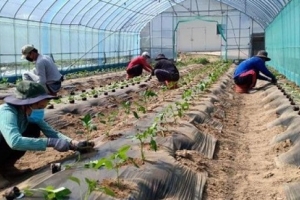Cảnh báo lừa đảo lao động đi làm việc thời vụ tại Hàn Quốc