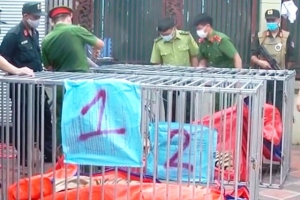 Nghệ An: Người đàn ông nuôi nhốt 14 con hổ trong hầm nhà lĩnh án 07 năm tù