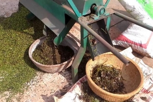 Giá tiêu hôm nay 13/03: Chủ động trữ hàng, bán nhỏ giọt chờ giá tăng