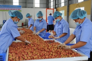 Tăng cường công tác quản lý mã số vùng và cơ sở đóng gói nông sản phục vụ xuất khẩu
