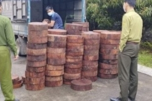 Thu giữ 160 khúc gỗ nghiến dạng thớt thuộc diện cấm khai thác, vận chuyển trái phép