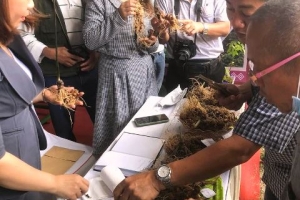 Kon Tum khai mạc phiên chợ thương hiệu sâm Ngọc Linh