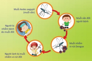 Đã có 14.700 ca mắc sốt xuất huyết, 6 trường hợp tử vong, Bộ Y tế dự báo dịch có thể gia tăng