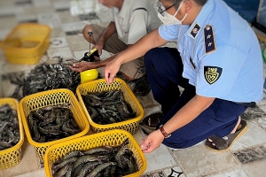 Bắt quả tang cơ sở bơm tạp chất Agar vào tôm sú nguyên liệu