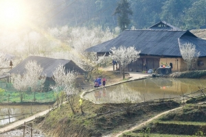 Sắp diễn ra Festival Cao nguyên trắng Bắc Hà