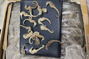 Phát hiện 58,74 kg cá ngựa thuộc Phụ lục II Danh mục Cites