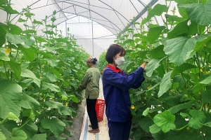 Vĩnh Phúc: Tạo đột phá để phát triển nông nghiệp bền vững