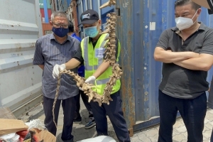 Hải quan TP. Hồ Chí Minh phát hiện lô hàng động vật nghi nhập lậu