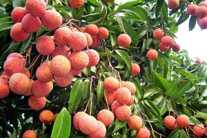 Vải thiều được mùa, bán, xuất khẩu sang Châu Âu với giá cao, nông dân phấn khởi