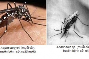 TP. HCM: Nguy cơ lây lan bệnh sốt rét là thấp