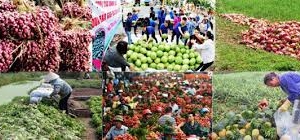 Hướng đi cho nông sản Việt, vì sao "được mùa nhưng mất giá"