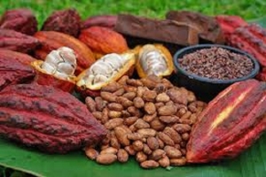 Thúc đẩy phát triển sản phẩm có nguồn gốc từ cây ca cao