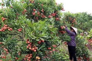Phát động chương trình du lịch “Hương sắc mùa hè Lục Ngạn” 2022