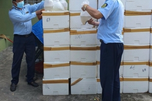 Phát hiện gần 400.000 con tôm càng xanh giống nhập lậu tại Kiên Giang