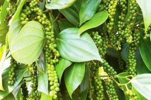 Giá tiêu hôm nay 06/07: Cao nhất 72.000 đồng/kg
