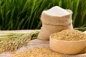 Giá lúa gạo hôm nay 08/07/2022: Giá lúa tươi tăng nhẹ 50 đồng/kg