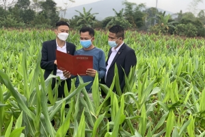 Agribank khẳng định vai trò chủ lực đầu tư “Tam nông”