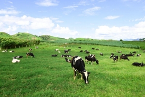 Quý II, Mộc Châu Milk báo lãi gần 90 tỷ đồng