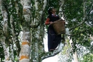 Huyện Bắc Yên- tỉnh Sơn La: Những thương hiệu đặc trưng đạt sản phẩm Ocop