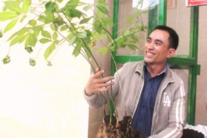 Cây sâm Ngọc Linh “khủng” được định giá gần 01 tỷ đồng
