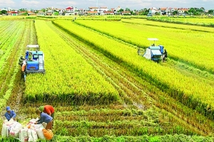 7 tháng đầu năm ngành nông nghiệp giải ngân vốn đầu tư 1.595 tỷ đồng
