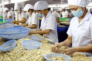 Dự báo xuất khẩu hạt điều của Việt Nam trong các tháng cuối năm 2022 sẽ vẫn gặp khó khăn