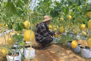 Thanh Hóa phấn đấu áp dụng cơ giới hóa trong sản xuất cây trồng chủ lực đạt hơn 90%